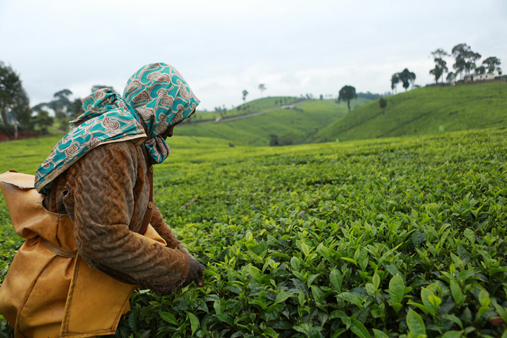 CCBSA Woman in Sustainability