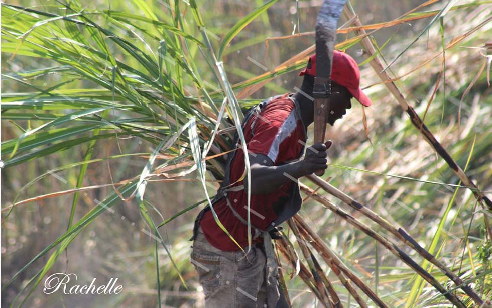 CCBSA Local Sourcing Man Clearing Field